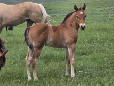 Paddys Gin Pippin JW <BR>AQHA PENDING